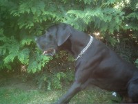 /album/fotogalerie-fremde-zuchtruden/vater-airwin-5-jpg/